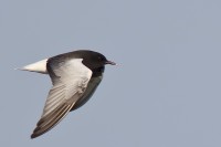 Mignattino alibianche	Chlidonias leucopterus White-winged Tern