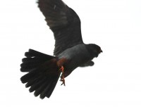 Falco cuculo (1)