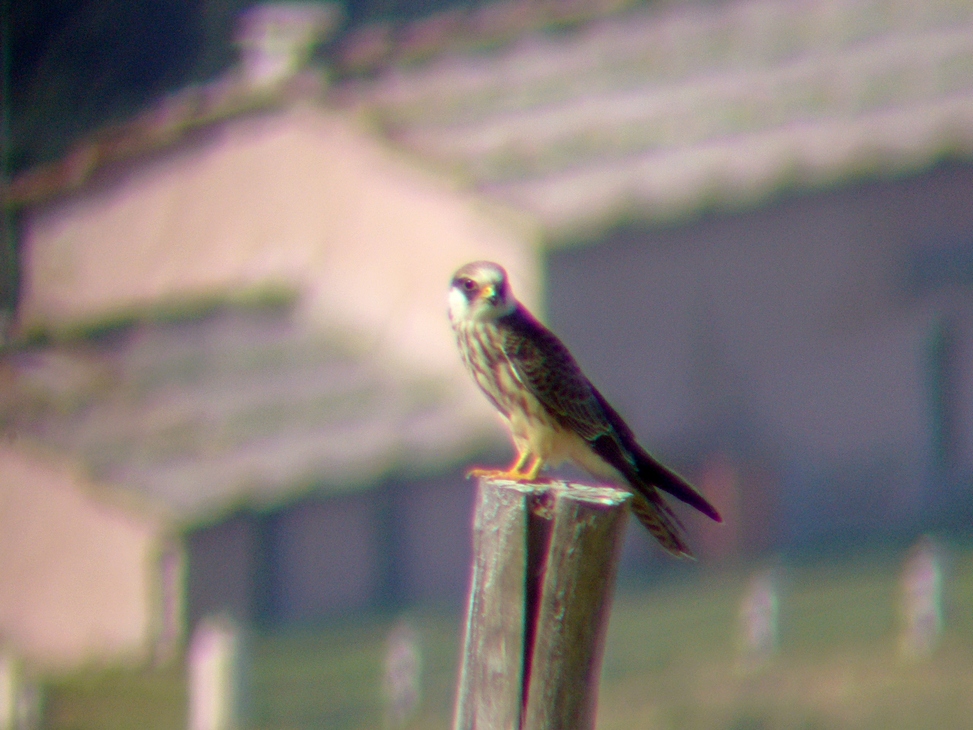 Falco cuculo 1A