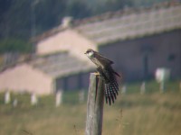 Falco cuculo 1A 2