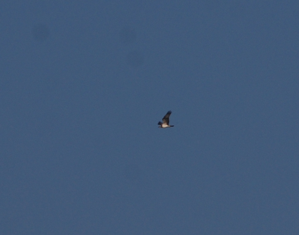 Falco pescatore (4)