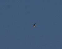 Falco pescatore (4)