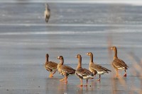 Oca lombardella Anser albifrons Greater White-fronted Goose