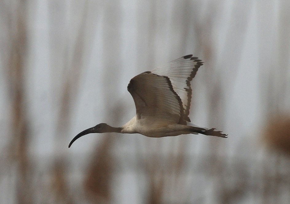 ibis sacri (5)