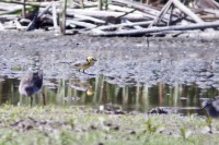 Cutrettola testag. or. - Citrine Wagtail