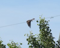 falco cuculo-2012giu-02