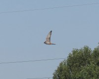 falco cuculo-2012giu-03