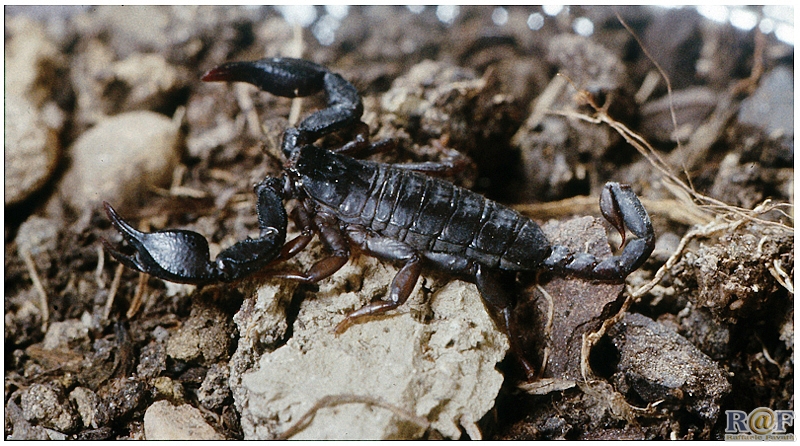 Scorpione -Euroscorpius italicus