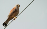 Grillaio Falco naumanni Lesser Kestrel