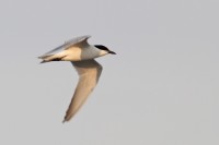 Sterna zampenere Gelochelidon nilotica Gull-billed Tern
