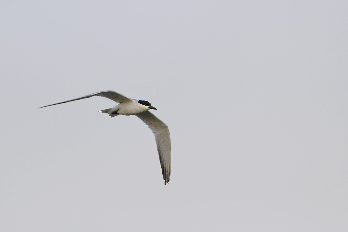 Sterna zampenere • Gull-billed Tern