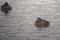 Ring-necked Duck - Moretta dal collare