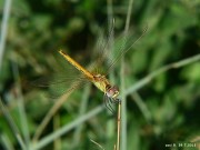 Sympetrum fonscolombei f