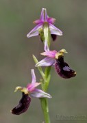 Ophrys_Bertolonii_benacensis01_1200