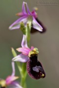 Ophrys_Bertolonii_benacensis03_1200