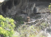 Gufo reale • Eagle Owl