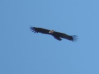 Avvoltoio monaco Aegypius monachus Black Vulture