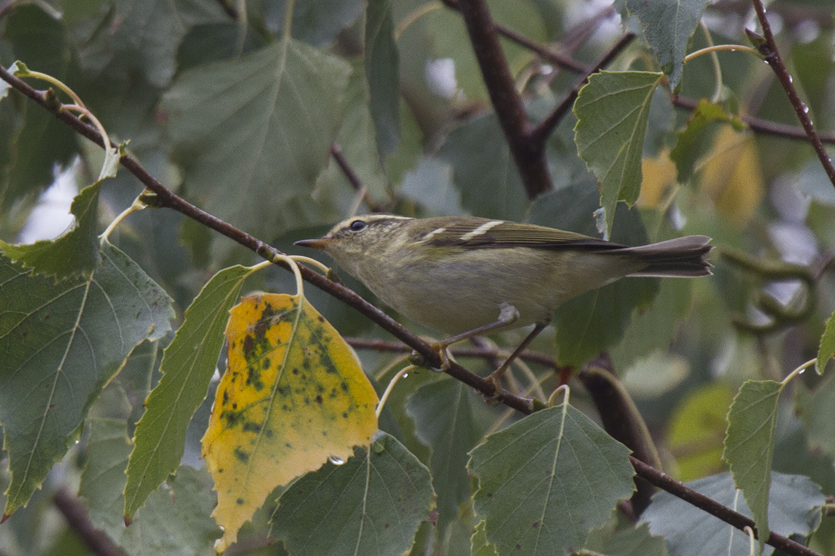 Luì forestiero • Yellow-browed Warbler