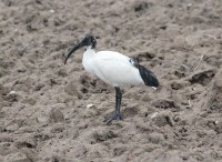 ibis 1