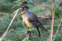Venturone alpino - Citril Finch