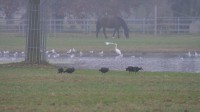 ibis.gruppo.1b