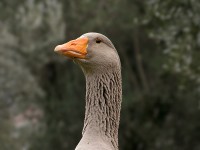 Oca domestica Anser anser sp. Domestic Goose