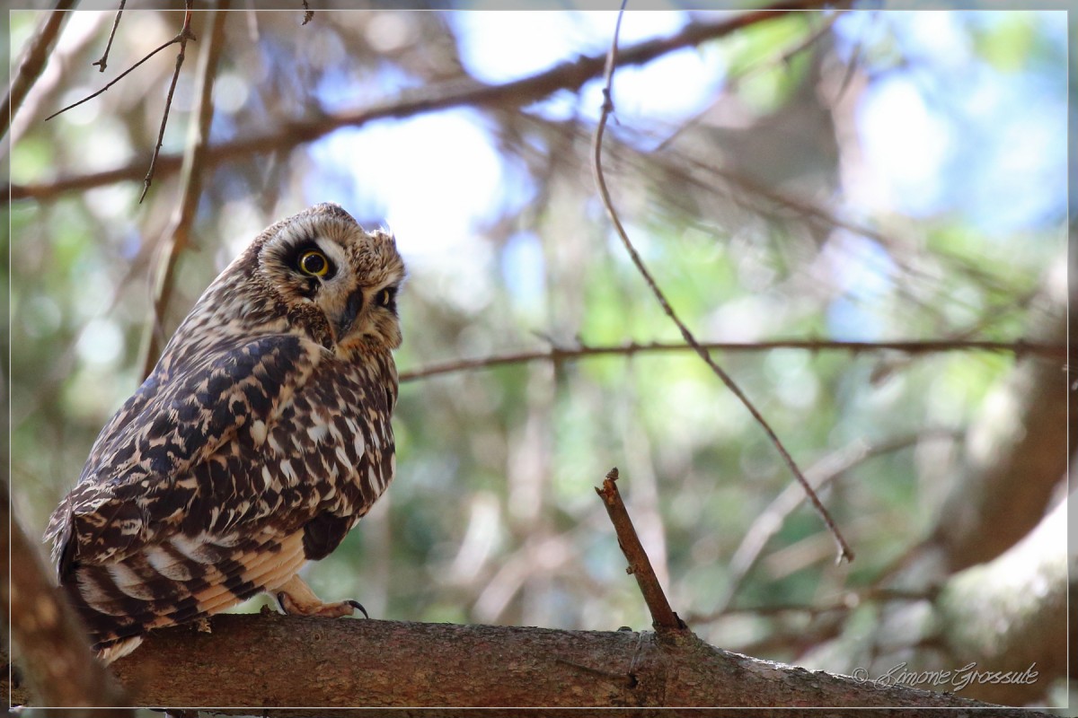 Gufo di palude • Short-eared Owl