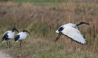 03-ibis sacro-gen18