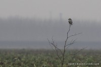 Northern Grey Shrike