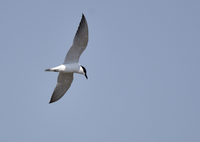 Sterna zampenere – Gull-billed Tern