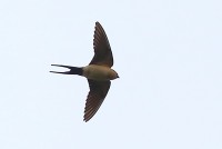 Rondine rossiccia Cecropis daurica Red-rumped Swallow