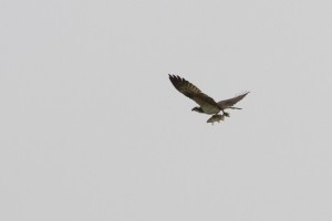 Falco pescatore	Pandion haliaetus	Osprey