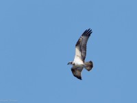 Falco pescatore - Castelberto 1