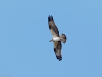 Falco pescatore - Castelberto 2