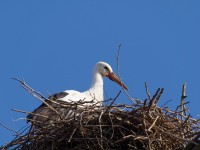 Cicogna sul nido 1