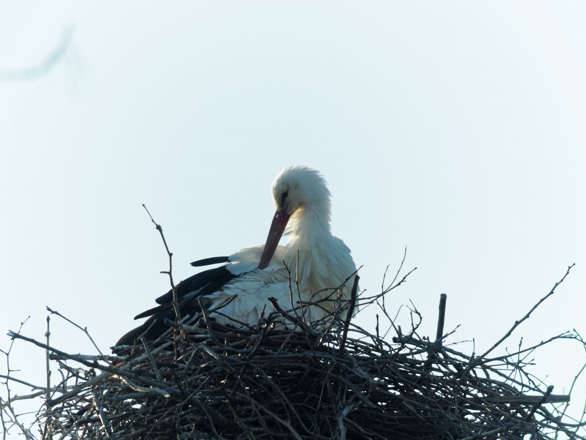 Cicogna sul nido 3