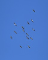 ibis sacro--apr21