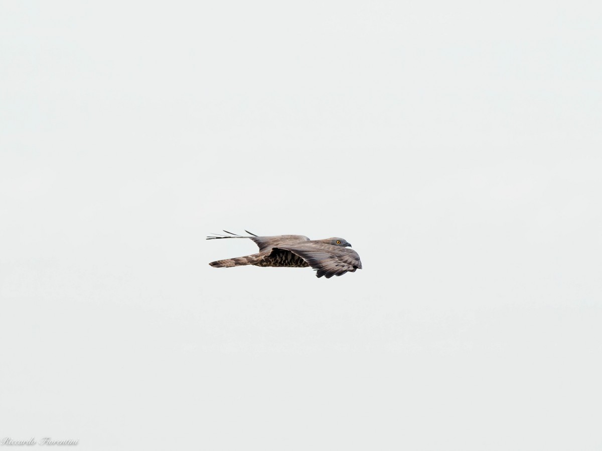 Falco pecchiaiolo a Monte Castelletto