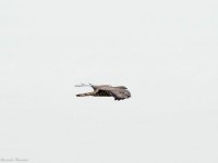 Falco pecchiaiolo a Monte Castelletto