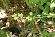 Cephalanthera damasonium m.ga Rambalda Vallene 13-06-21