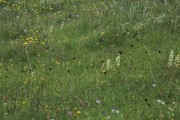 Tappeto di Platanthera bifolia e Nigritelle Baito vecchio, m.ghe alte Vallene 20-06-21