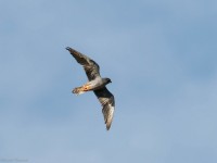 Falco cuculo 1