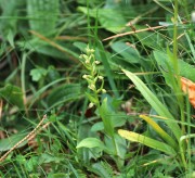 Celoglosso (Dactylorhyza viridis -Coeloglossum viride) m.ghe alte, Vallene 22-06-22 (2)