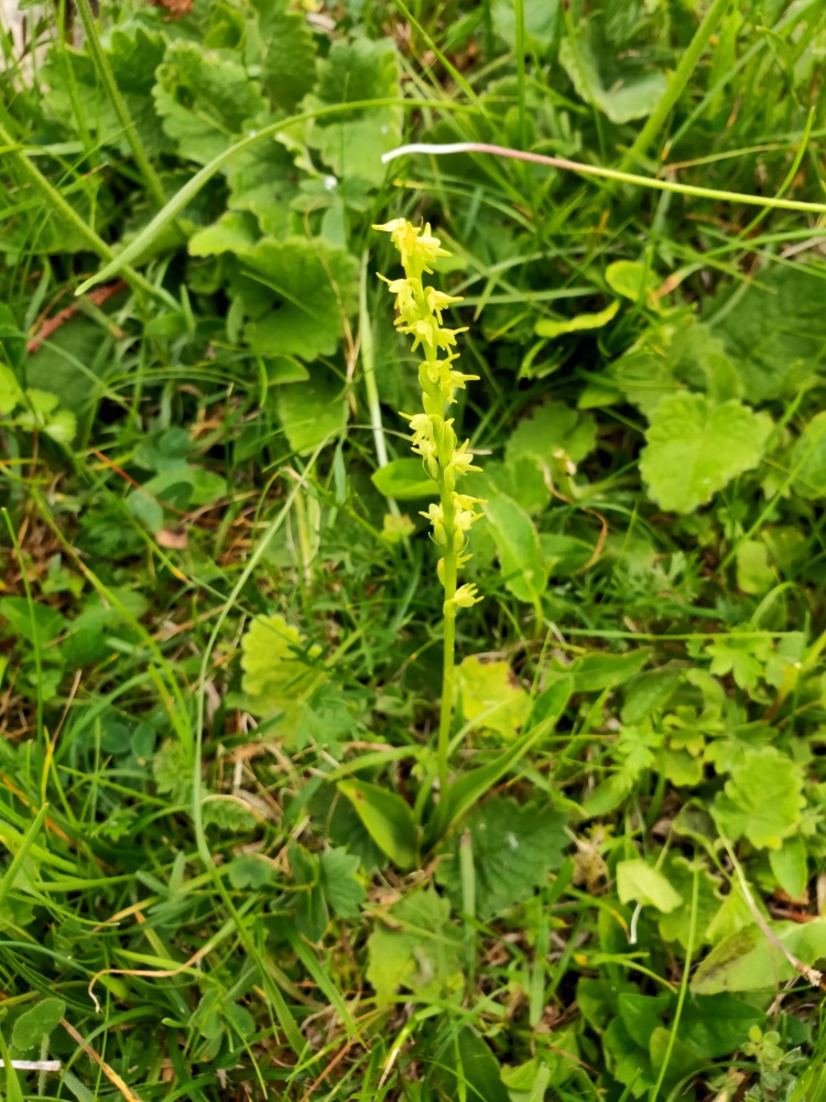 Orchide a un bulbo (Herminium monorchis), m.ga Rambalda Vallene 22-06-22 (3)