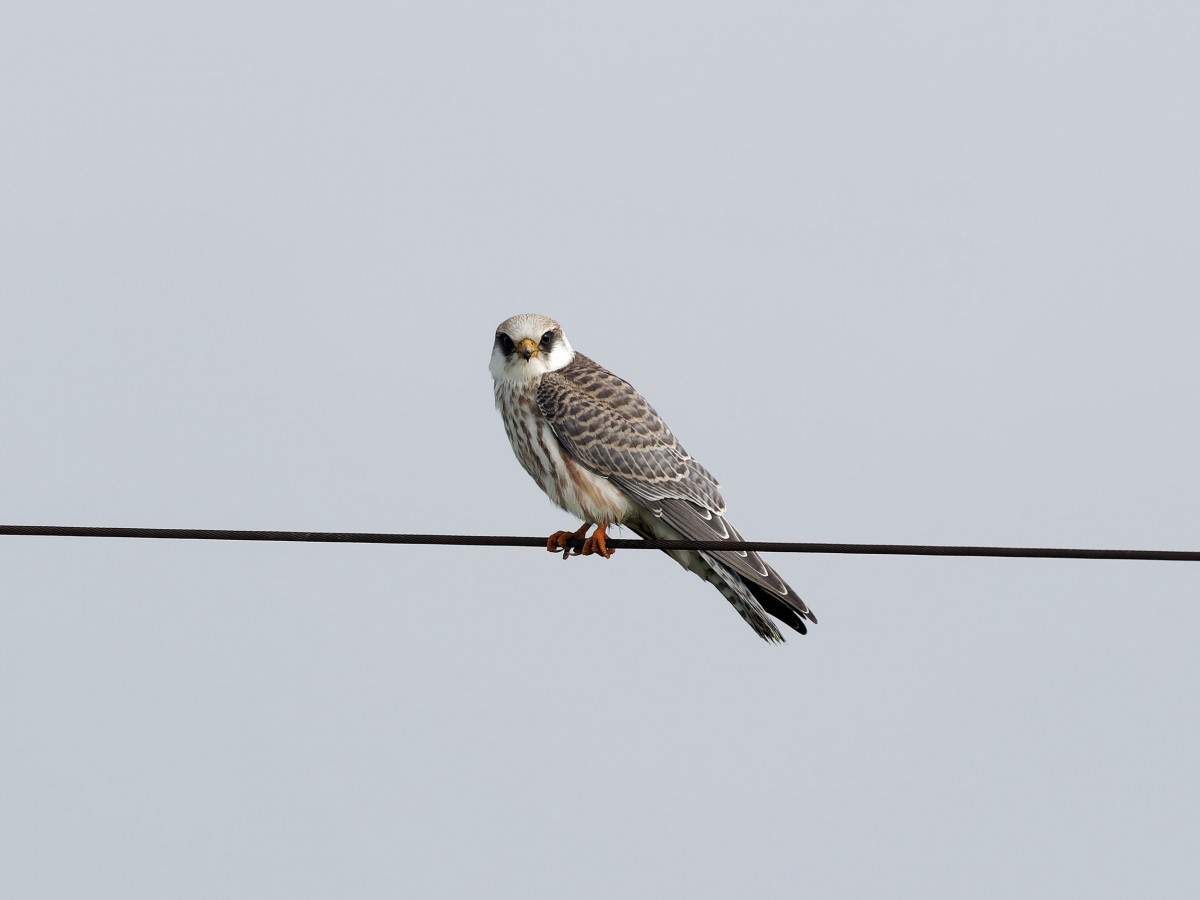 Giovane di Falco cuculo