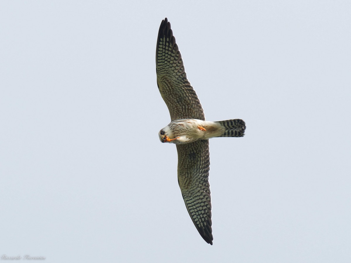 Giovane di Falco cuculo in volo