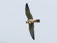 Giovane di Falco cuculo in volo