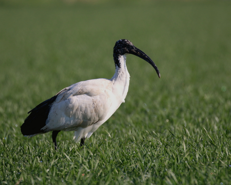ibis sacro-gen23
