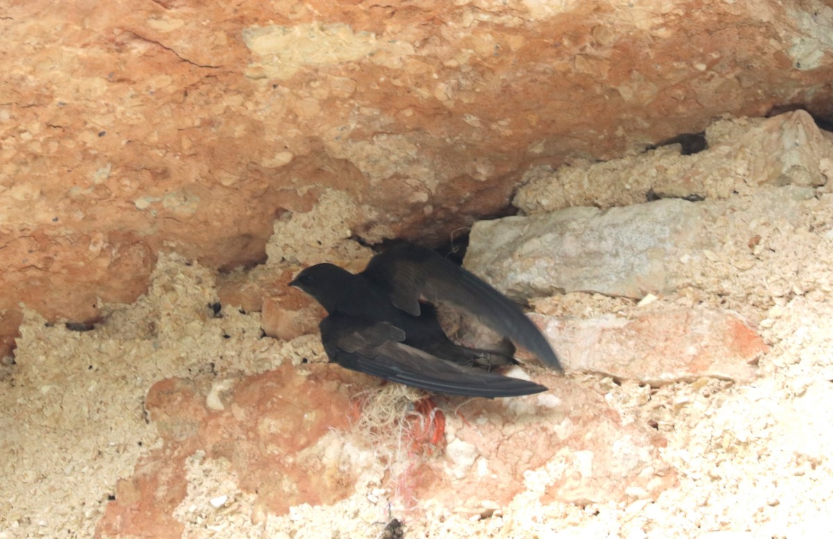 Rondoni comuni al nido, c.trada Vallene 28.05.23 (3)