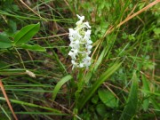 Gymnadenia odoratissima (Manina profumata), m.ga Rambalda di Vallene 25.06.23 (3)